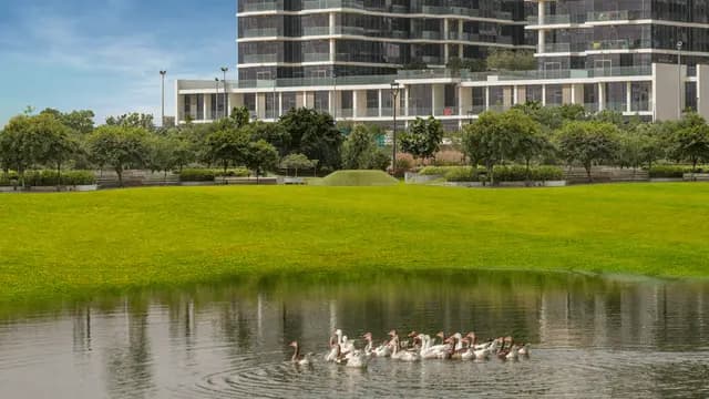 Geese swimming in a pond near All Seasons Terrace